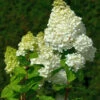 Rispenhortensie Magical Moonlight 80-100cm - Hydrangea Paniculata