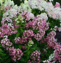 Rispenhortensie Mega Mindy 60-80cm - Hydrangea Paniculata