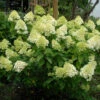 Rispenhortensie Mojito 40-60cm - Hydrangea Paniculata