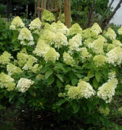 Rispenhortensie Mojito 40-60cm - Hydrangea Paniculata