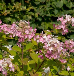 Rispenhortensie Pink Diamand 80-100cm - Hydrangea Paniculata