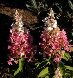 Rispenhortensie Pinky Winky® 80-100cm - Hydrangea Paniculata