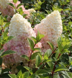 Rispenhortensie Silver Dollar 60-80cm - Hydrangea Paniculata