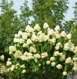 Rispenhortensie Skyfall 80-100cm - Hydrangea Paniculata