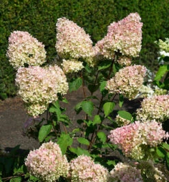 Rispenhortensie Summer Love® 60-80cm - Hydrangea Paniculata
