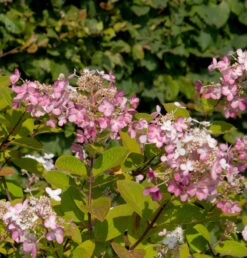Hochstamm Rispenhortensie Switch Ophelia 60-80cm - Hydrangea Paniculata