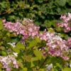 Rispenhortensie Switch Ophelia 40-60cm - Hydrangea Paniculata
