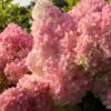 Hochstamm Rispenhortensie Vanille Fraise® 80-100cm - Hydrangea Paniculata