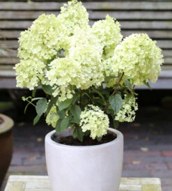 Rispenhortensie Bobo® 40-60cm - Hydrangea Paniculata
