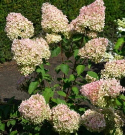 Rispenhortensie Grandiflora 80-100cm - Hydrangea Paniculata