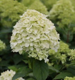 Hochstamm Rispenhortensie Limelight® 100-125cm - Hydrangea Paniculata