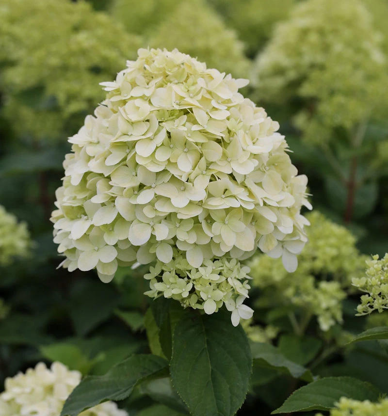 Hochstamm Rispenhortensie Limelight® 100-125cm - Hydrangea Paniculata 1 Hochstamm Rispenhortensie Limelight® 100-125cm - Hydrangea Paniculata