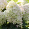 Hochstamm Rispenhortensie Phantom 80-100cm - Hydrangea Paniculata