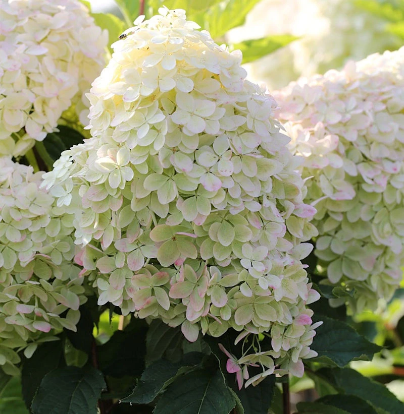Hochstamm Rispenhortensie Phantom 80-100cm - Hydrangea Paniculata 1 Hochstamm Rispenhortensie Phantom 80-100cm - Hydrangea Paniculata