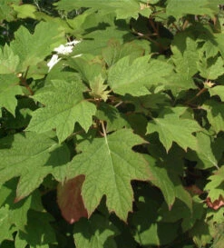 Eichenblättrige Hortensie Amethyst 40-60cm - Hydrangea Quercifolia