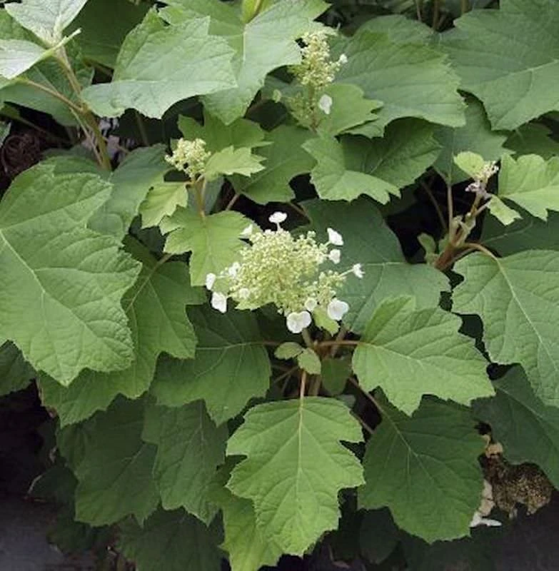 Eichenblättrige Hortensie Burgundy 80-100cm - Hydrangea Quercifolia 1 Eichenblättrige Hortensie Burgundy 80-100cm - Hydrangea Quercifolia
