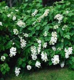 Eichenblättrige Hortensie Tennessee Clone 30-40cm - Hydrangea Quercifolia