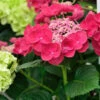Teller Hortensie Cotton Candy® 30-40cm - Hydrangea Serrata