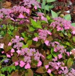 Teller Hortensie Daredevil 30-40cm - Hydrangea Serrata