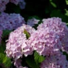 Teller Hortensie Preziosa 25-30cm - Hydrangea Serrata
