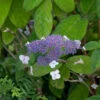 Japanische Zwerg Hortensie 40-60cm - Hydrangea Involucrata