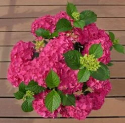 Bauernhortensie Red Angel 30-40cm - Hydrangea Macrophylla