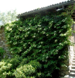 Kletter Hortensie 60-80cm - Hydrangea Petiolaris