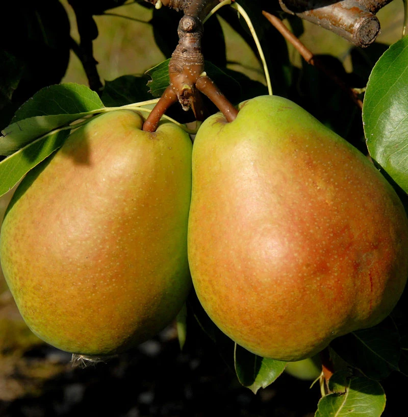 Birne Alexander Lucas 60-80cm - Große Süßsaure Früchte 1 Birne Alexander Lucas 60-80cm - Große Süßsaure Früchte