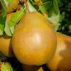 Birne Gellerts Butterbirne 60-80cm - Aromatische Und Feinwürzige Früchte