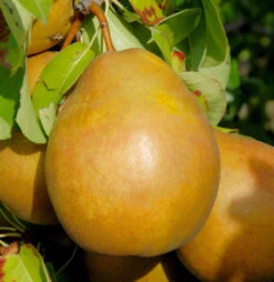 Birne Gellerts Butterbirne 60-80cm - Aromatische Und Feinwürzige Früchte