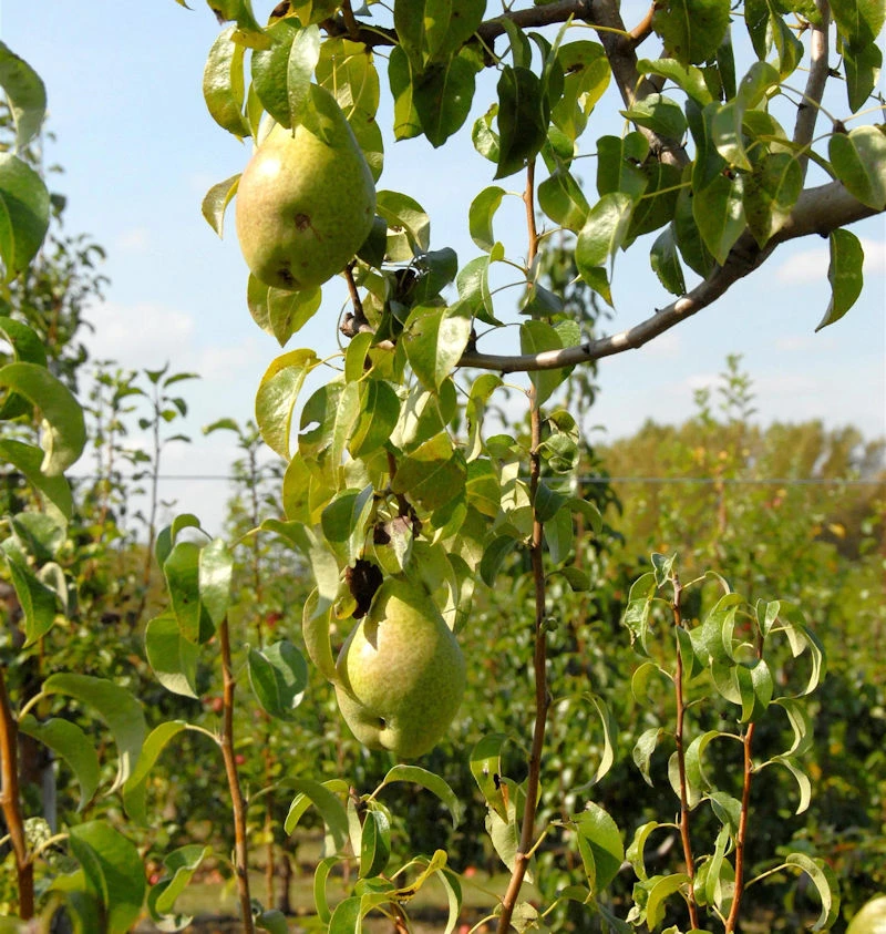 Birne Herzogin Elsa 60-80cm - Feinwürzige Und Saftige Früchte 1 Birne Herzogin Elsa 60-80cm - Feinwürzige Und Saftige Früchte