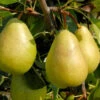Birne Josefine Von Mechelen 60-80cm - Feinwürzige Und Grobzellige Früchte
