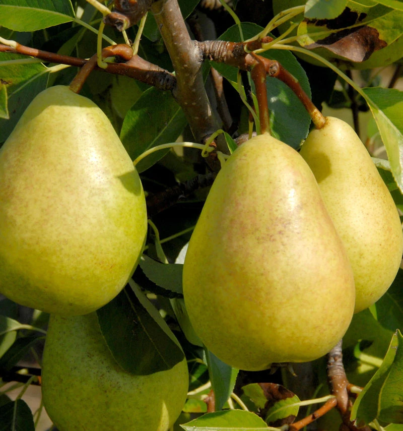 Birne Josefine Von Mechelen 60-80cm - Feinwürzige Und Grobzellige Früchte 1 Birne Josefine Von Mechelen 60-80cm - Feinwürzige Und Grobzellige Früchte