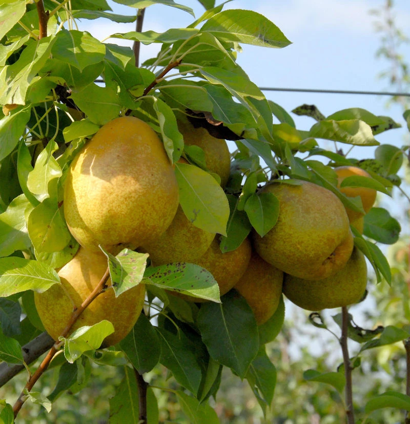 Birne Köstliche Von Charneux 60-80cm - Saftige Und Süße Früchte 1 Birne Köstliche Von Charneux 60-80cm - Saftige Und Süße Früchte