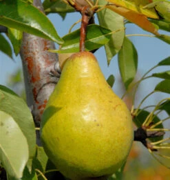 Birne Zeteler Zuckerbirne 60-80cm - Saftige Und Süßesäuerliche Früchte