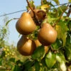 Birne Nashbirne 60-80cm - Saftige Und Süße Früchte