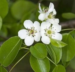 Nashi Birne Hakko 60-80cm - Pyrus Pyraster