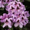 INKARHO - Großblumige Rhododendron Christiane Herzog 25-30cm - Alpenrose