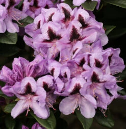 INKARHO - Großblumige Rhododendron Christiane Herzog 25-30cm - Alpenrose