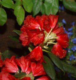 INKARHO - Großblumige Rhododendron Frühlingsglühen® 25-30cm - Alpenrose