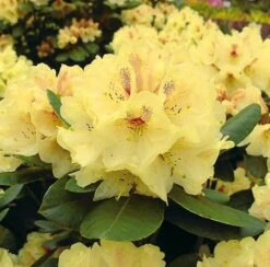 INKARHO - Großblumige Rhododendron Goldbukett 30-40cm - Alpenrose