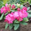 INKARHO - Großblumige Rhododendron Ariane IV 25-30cm - Alpenrose