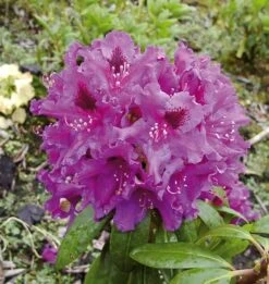Großblumige Rhododendron Azurro 40-50cm - Alpenrose