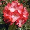 INKARHO - Großblumige Rhododendron Berliner Liebe 60-70cm - Alpenrose