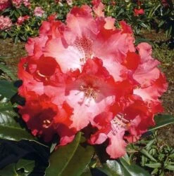 INKARHO - Großblumige Rhododendron Berliner Liebe 60-70cm - Alpenrose