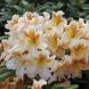 Großblumige Rhododendron Bernstein 50-60cm - Alpenrose