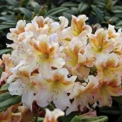 Großblumige Rhododendron Bernstein 50-60cm - Alpenrose