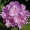 Großblumige Rhododendron Catawbiense Boursault 30-40cm - Alpenrose