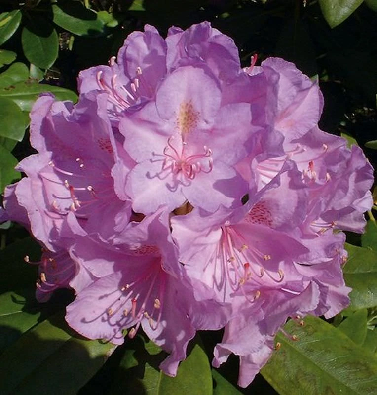 Großblumige Rhododendron Catawbiense Boursault 30-40cm - Alpenrose 1 Großblumige Rhododendron Catawbiense Boursault 30-40cm - Alpenrose