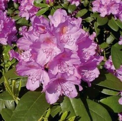 Großblumige Rhododendron Catawbiense Grandiflorum 50-60cm - Alpenrose